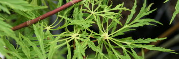 Acer japonicum Ao jutan