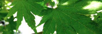 Acer pseudosieboldianum Northern Spotlight