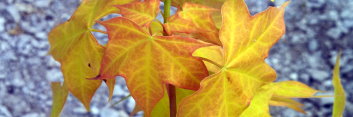 Acer fulvescens / longipes Gold Coin