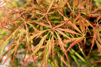 Acer palmatum Sunset