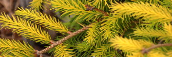 z Conifer Tsuga canadensis Gentsch Dwarf