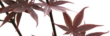 Acer palmatum Shojo