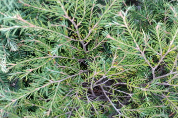 Tsuga canadensis Rugg's Washington Dwarf