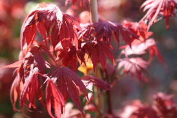 Acer palmatum Oregon Sunset