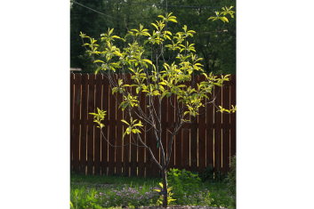 Franklinia alatamaha ( Ben Franklin Tree)