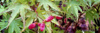 Acer palmatum Nishiki gawa