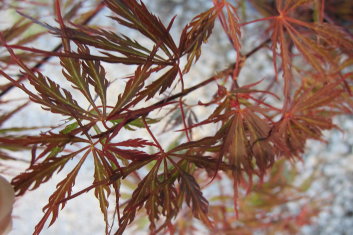 Acer palmatum Ash's Scarlet Princess