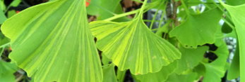 z Ginkgo biloba Majestic Butterfly