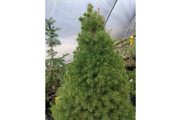 Picea glauca Daisy's White