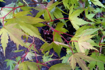 Acer palmatum Cynthia's Crown Jewel