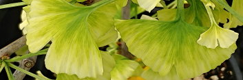 z Ginkgo biloba Snow Cloud