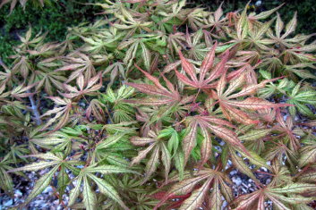 Acer palmatum Will's Devine