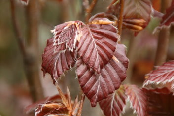 Fagus sylvatica Purpurea pendula