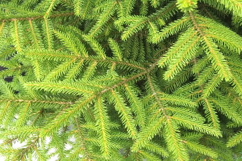 Picea orientalis Lemon Drop