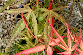 Acer palmatum Green Fingers