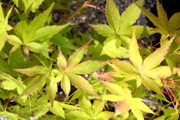Acer palmatum US murasaki
