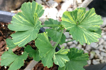 Ginkgo biloba Crispin's Jaded Jester