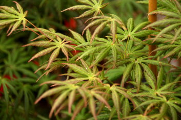 Acer palmatum Green Trompenburg