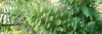 z Conifer Taxodium distichum Peve Minaret