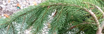 z Conifer Picea engelmanii Bush's Lace
