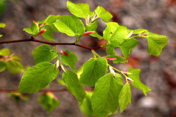 Tilia Kiusiana