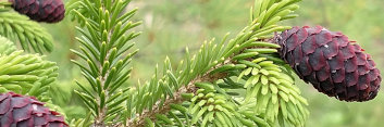 z Conifer Picea likeangensis Purpurea