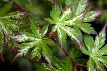 Acer palmatum Tsuru no mai