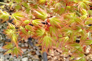 Acer palmatum Kiyohime yatsubusa
