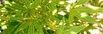 Acer palmatum Ao Kanzashi
