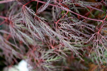 Acer palmatum Beni kumo no su (Red Spider Web)