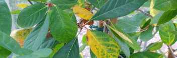 z Nyssa sylvatica Autumn Cascade (Tupelo)