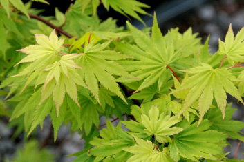 Acer shirasawanum Jordan