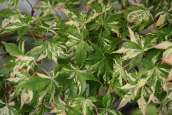 Acer palmatum Karasugawa