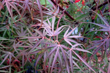 Acer palmatum Red Cloud