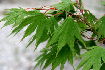 Acer palmatum Killarney