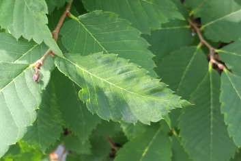 Zelkova serrata Goblin