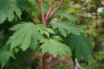 Acer japonicum Otaki