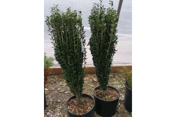 Ilex crenata Sky Pencil