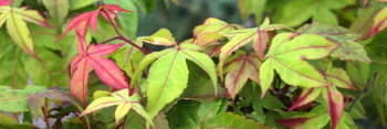 Acer palmatum Mon zukushi