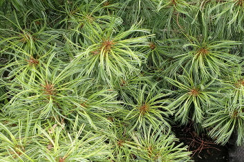 Pinus koraiensis Oculus Draconis 