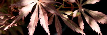 Acer palmatum JJ