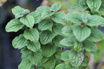 Cornus sanguinea Compressa ( Dwarf Bloodstem Dogwood)