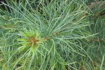 Pinus strobus Blue Clovers