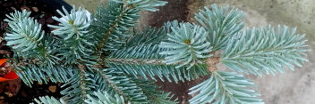 z Conifer Abies lasiocarpa Glacier Blue