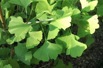 Ginkgo biloba Blagon