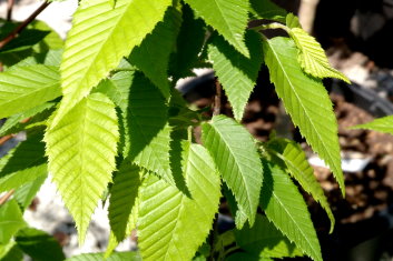 Carpinus caroliniana Firespire