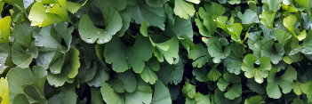 z Ginkgo biloba Spring Grove