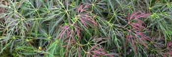 Acer palmatum Dad's Best