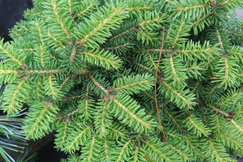 Picea abies Lilliput