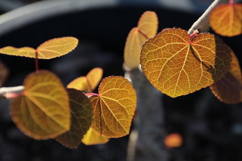 Cercidiphyllum japonicum Red fox